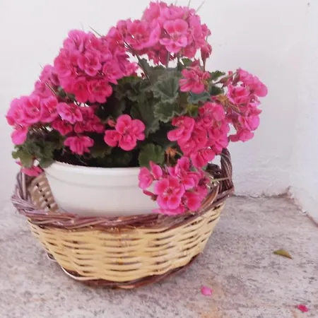 Apartamento Traditional Arsanas
