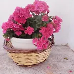公寓 Traditional Arsanas